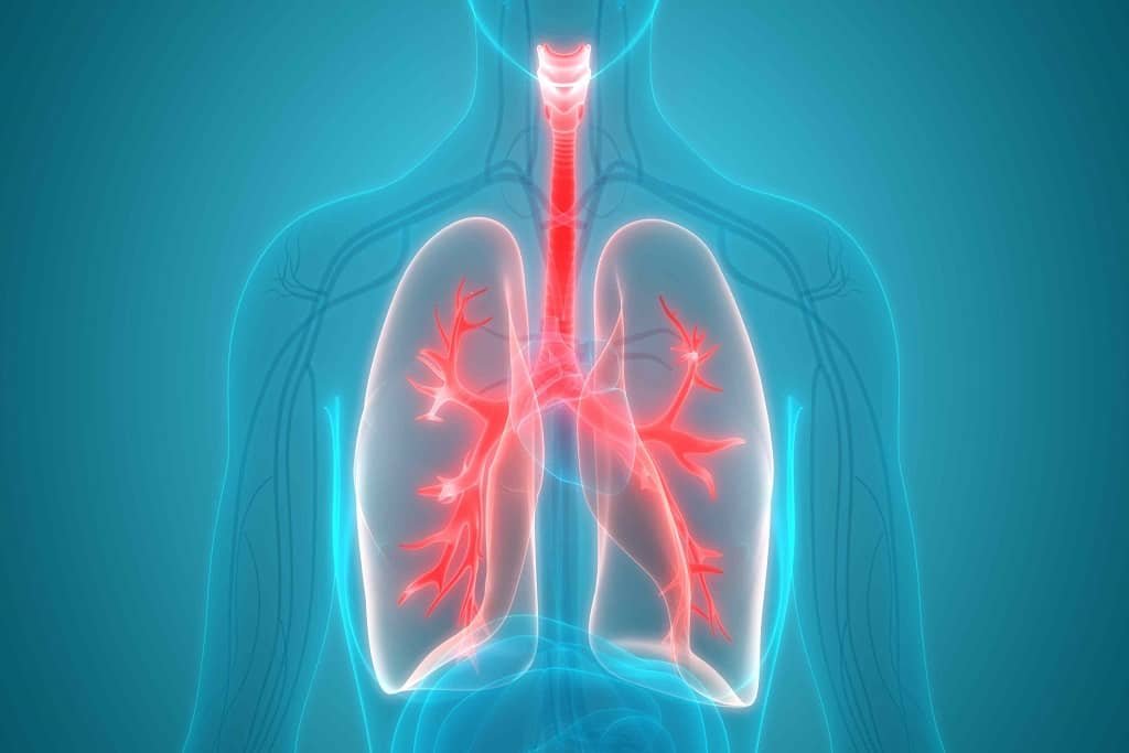 respiratory system