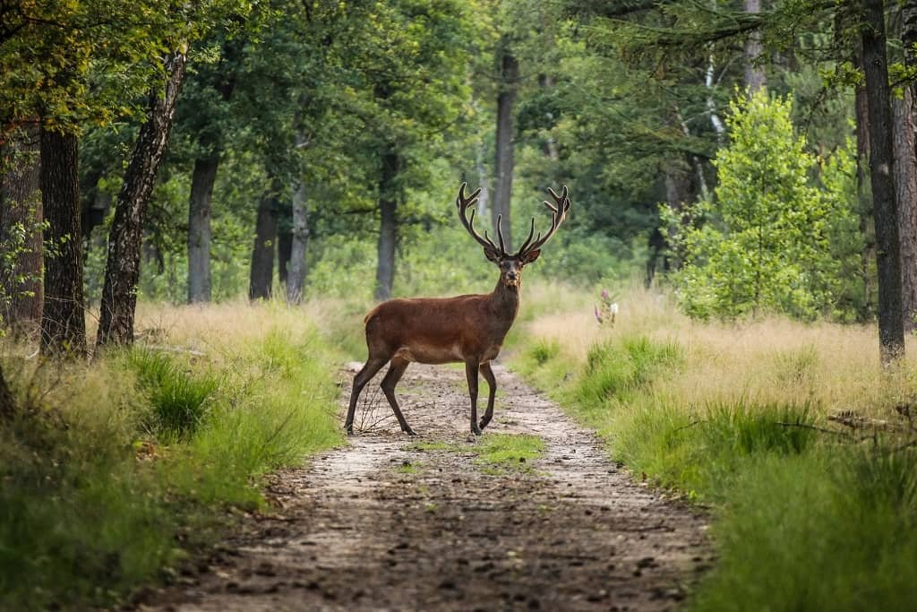 Hunting Land