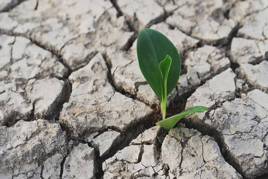 Reviving Drought Stressed Plants