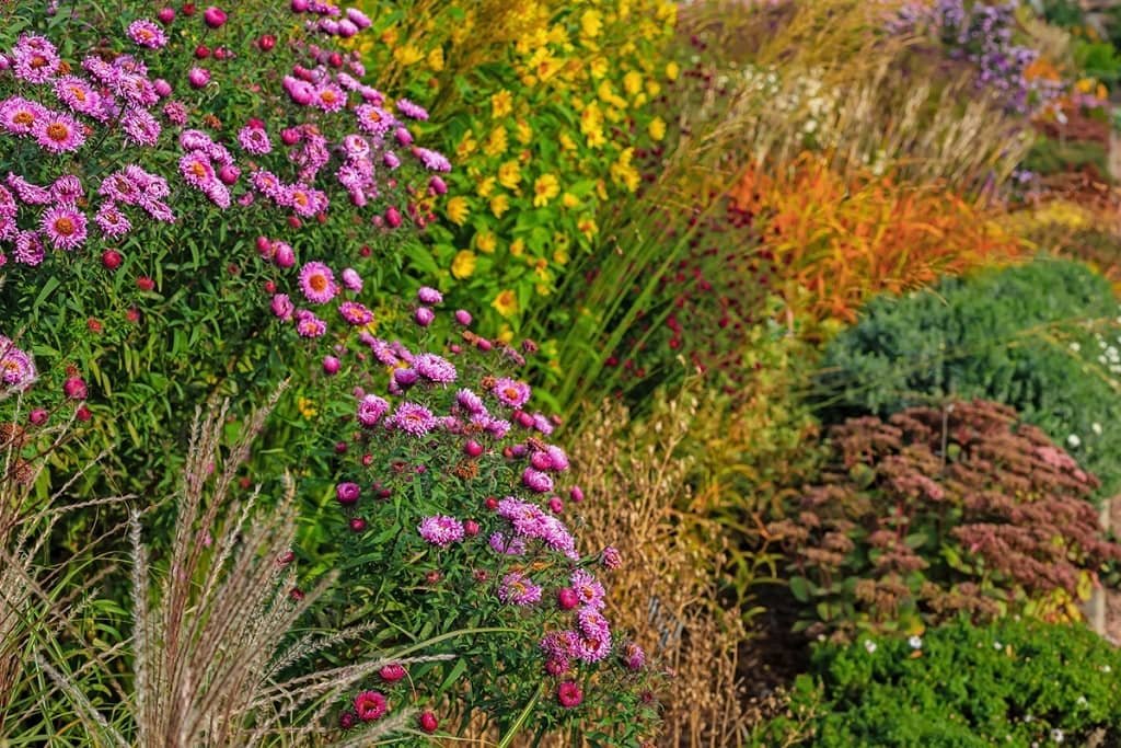 Plant for Great Fall Colors