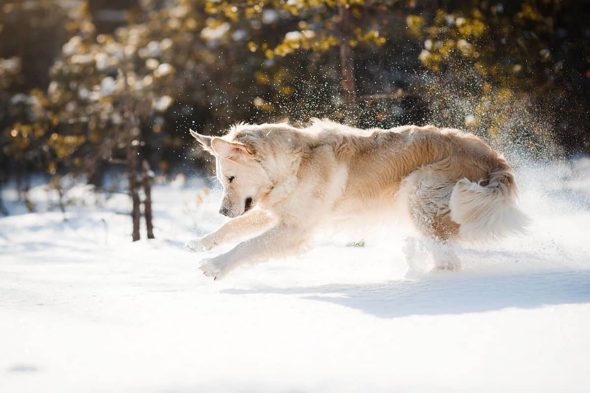 Keep a Dog Warm in Winter